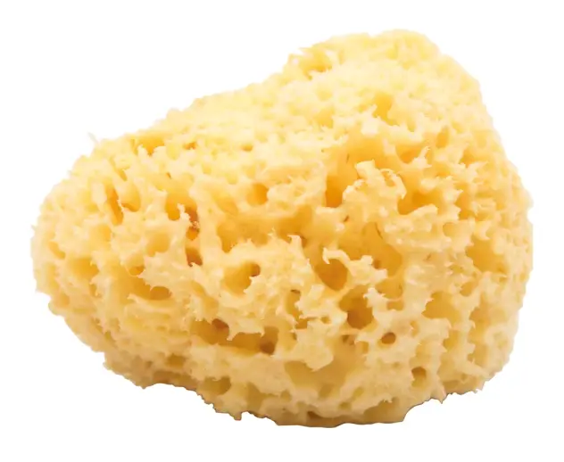 Produit Éponge naturelle Image