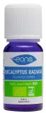 Vignette - Huile essentielle Eucalyptus radiata BIO